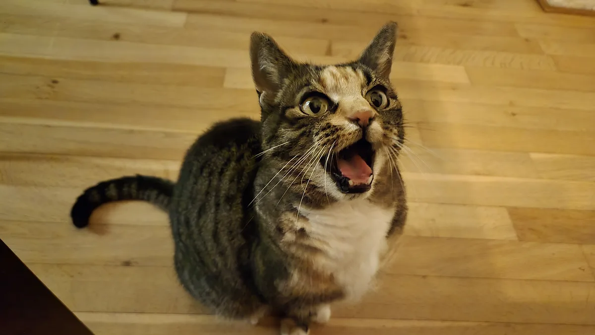 A tabby cat with a white chest sits on a light wooden floor, looking upward with wide, startled eyes and its mouth open in a…