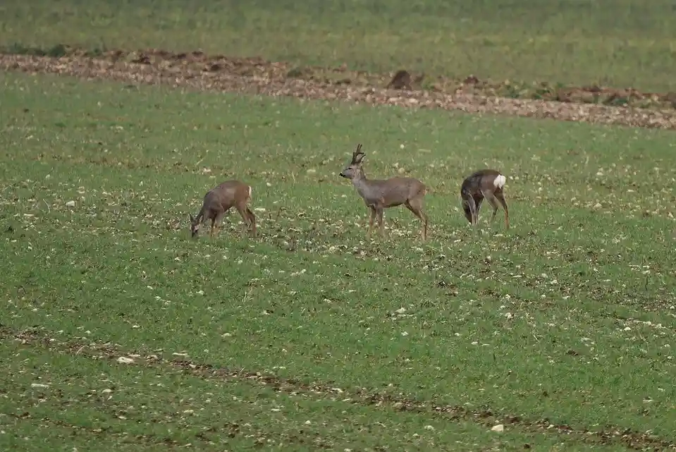 Three deer stand in a grassy field; one in the center faces forward with antlers, while two others graze, one showing a…