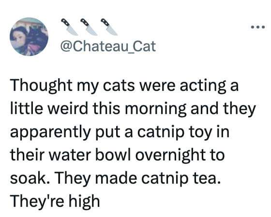 A screenshot of a tweet from @Chateau_Cat showing a profile picture of a person with dark hair and a cat. The tweet text…