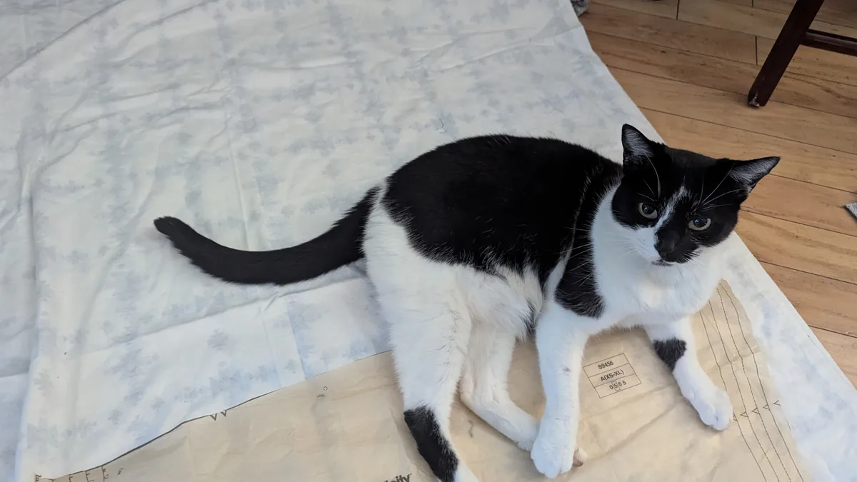 A black and white cat lounges on a patterned fabric and a brown paper bag, looking directly at the camera with a relaxed but…
