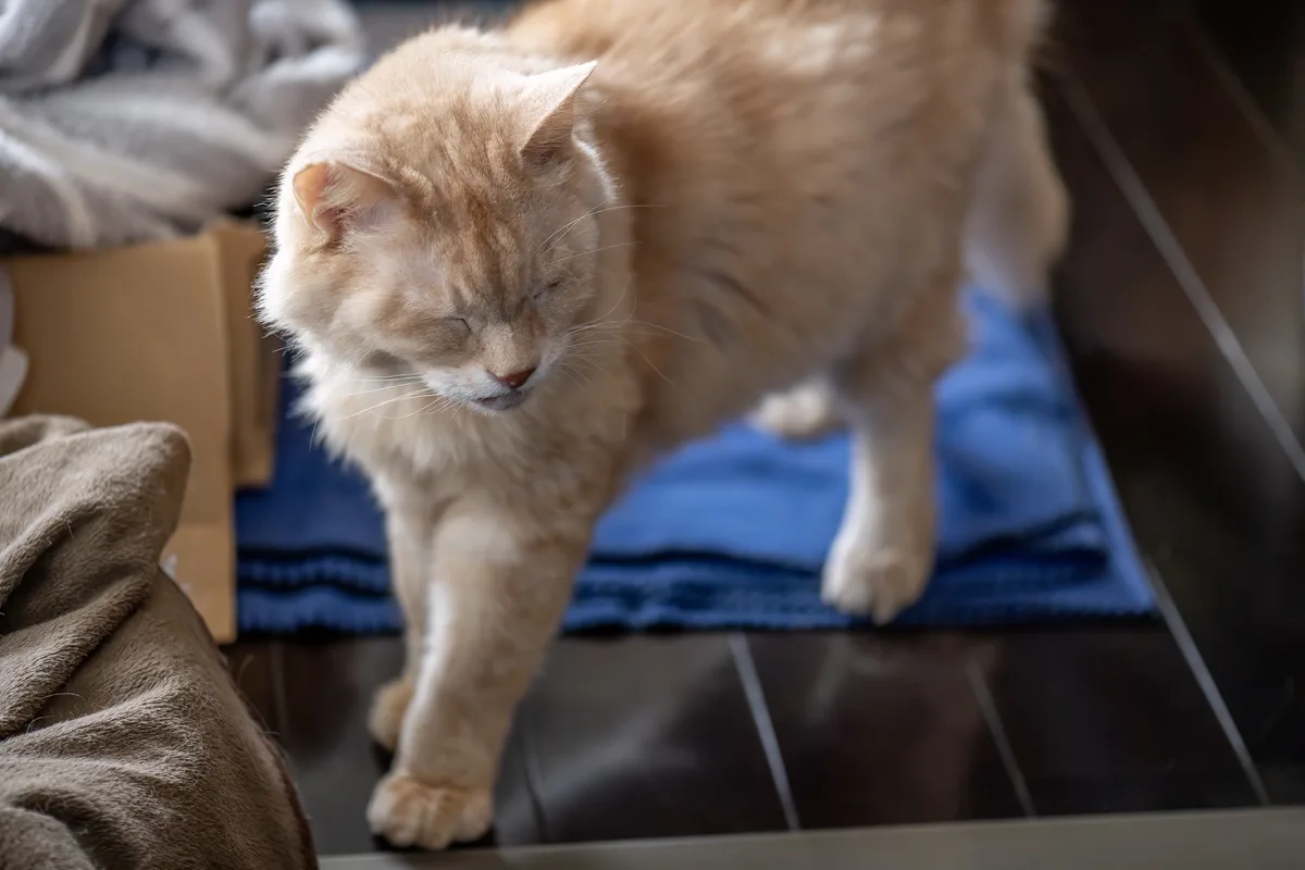 A fluffy orange tabby cat with white paws stands on a blue towel on dark wooden flooring, looking down with half-closed eyes…