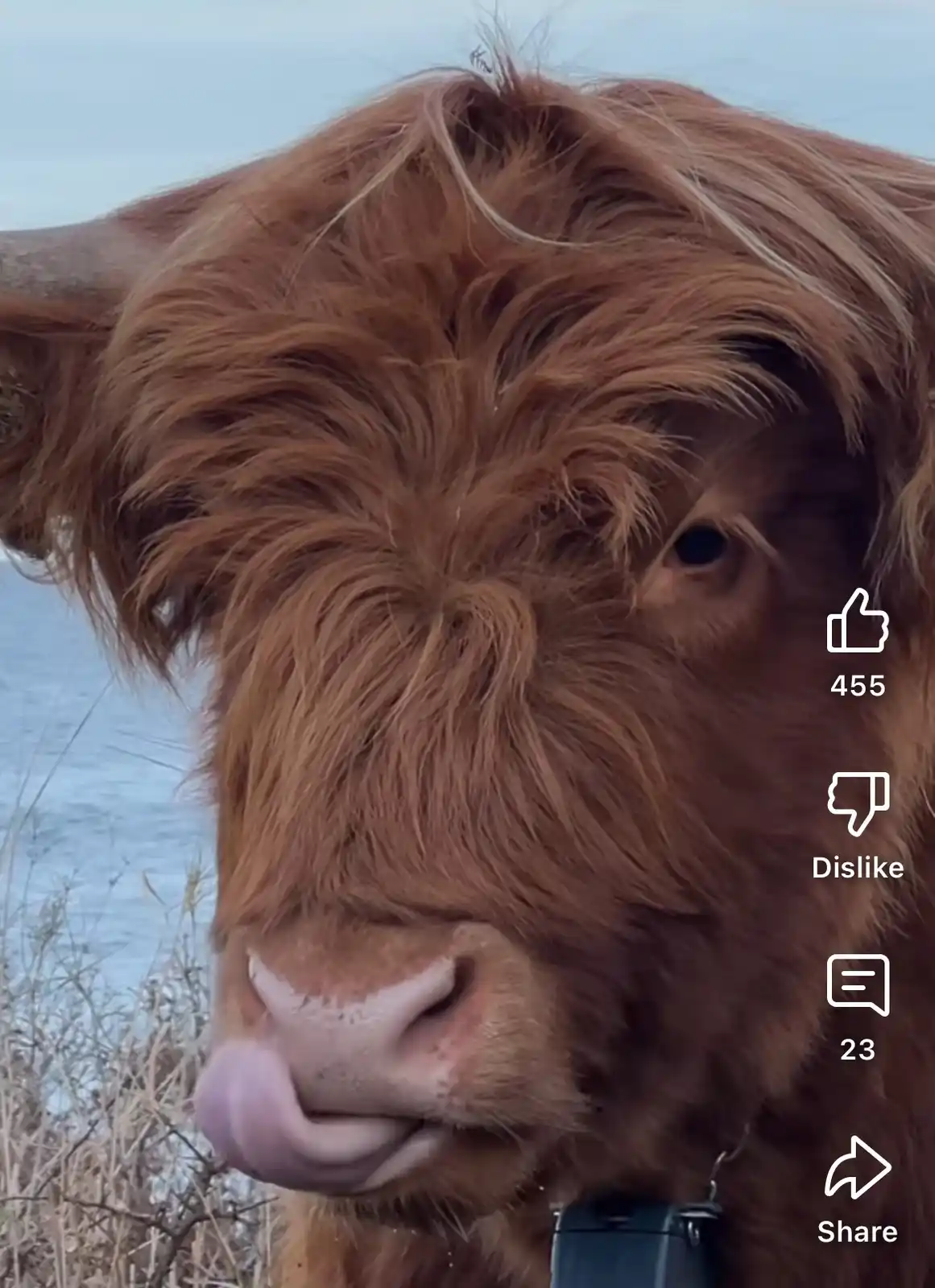 A close-up of a Highland cow with shaggy brown fur, its tongue sticking out, set against a backdrop of water and dry grass…