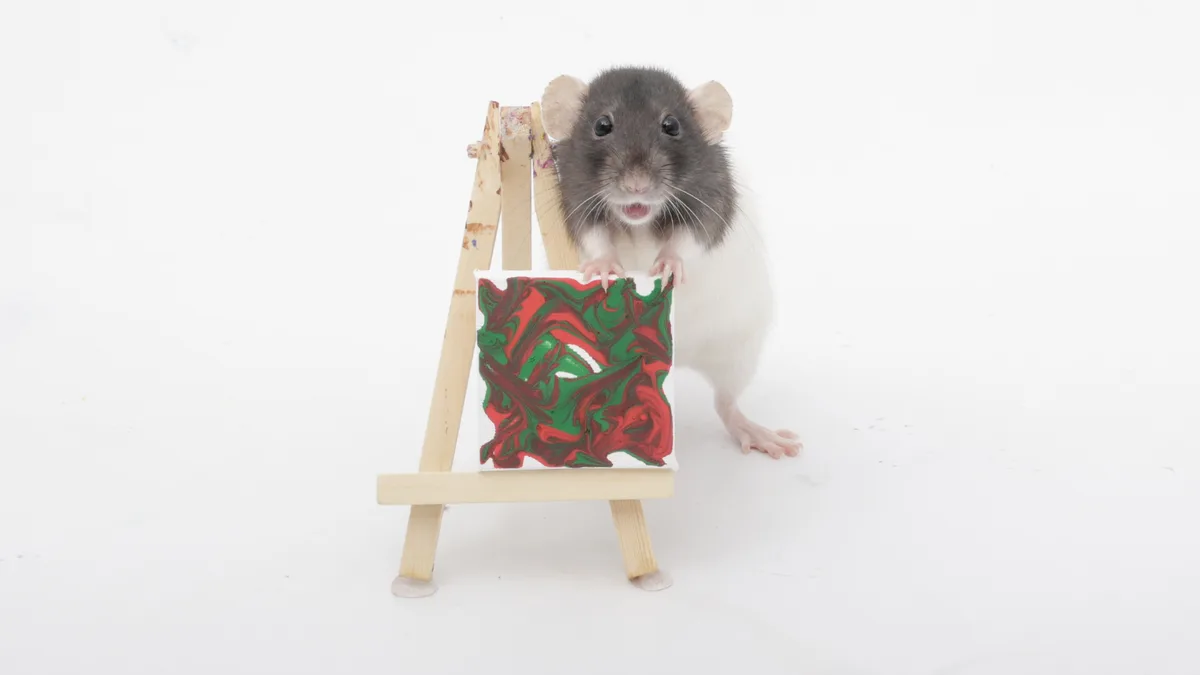 A gray and white rat stands upright behind a miniature wooden easel, holding a small canvas displaying abstract red and…