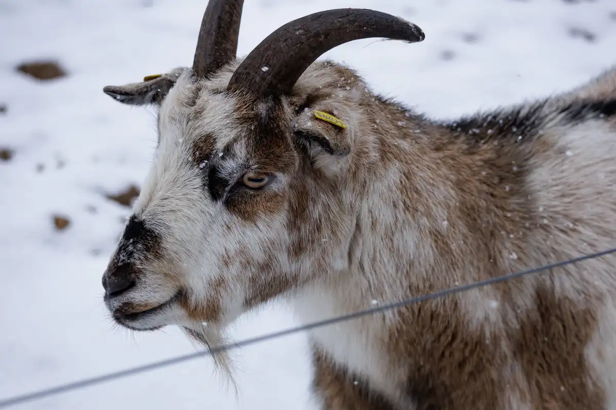 A close-up of a brown and white goat with curved horns and yellow ear tags, standing in a snowy field with a wire fence in…