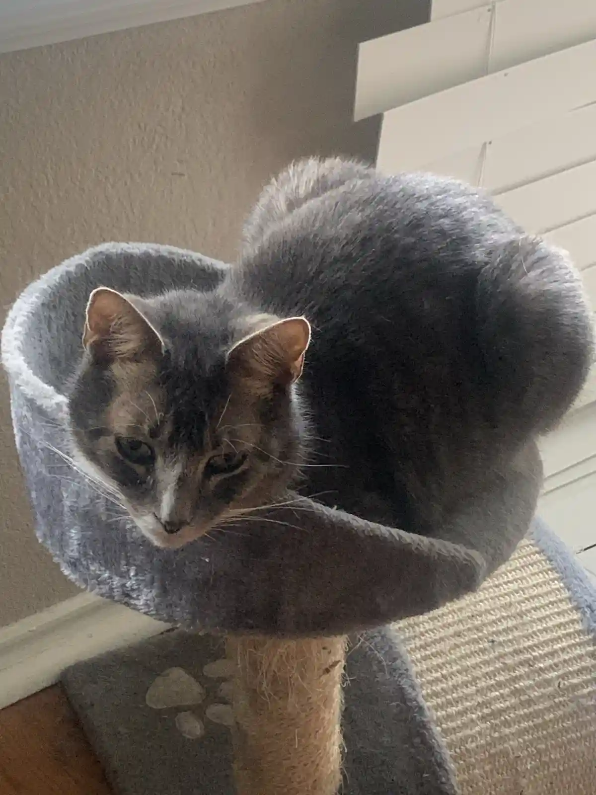 A gray tabby cat is curled up in a gray, plush, circular cat tree bed, looking down with a sleepy, unimpressed expression…