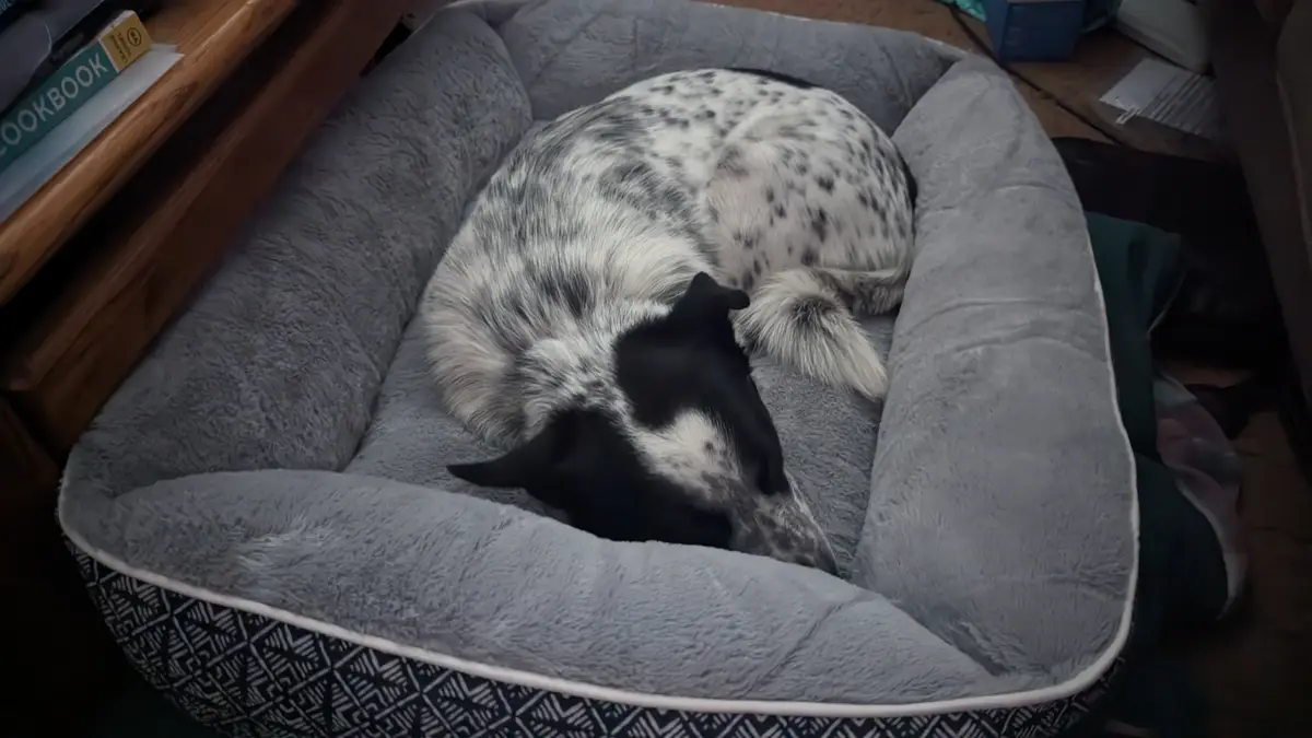 A black and white spotted dog is curled up and sleeping soundly inside a plush grey dog bed. The dog's head is tucked down…