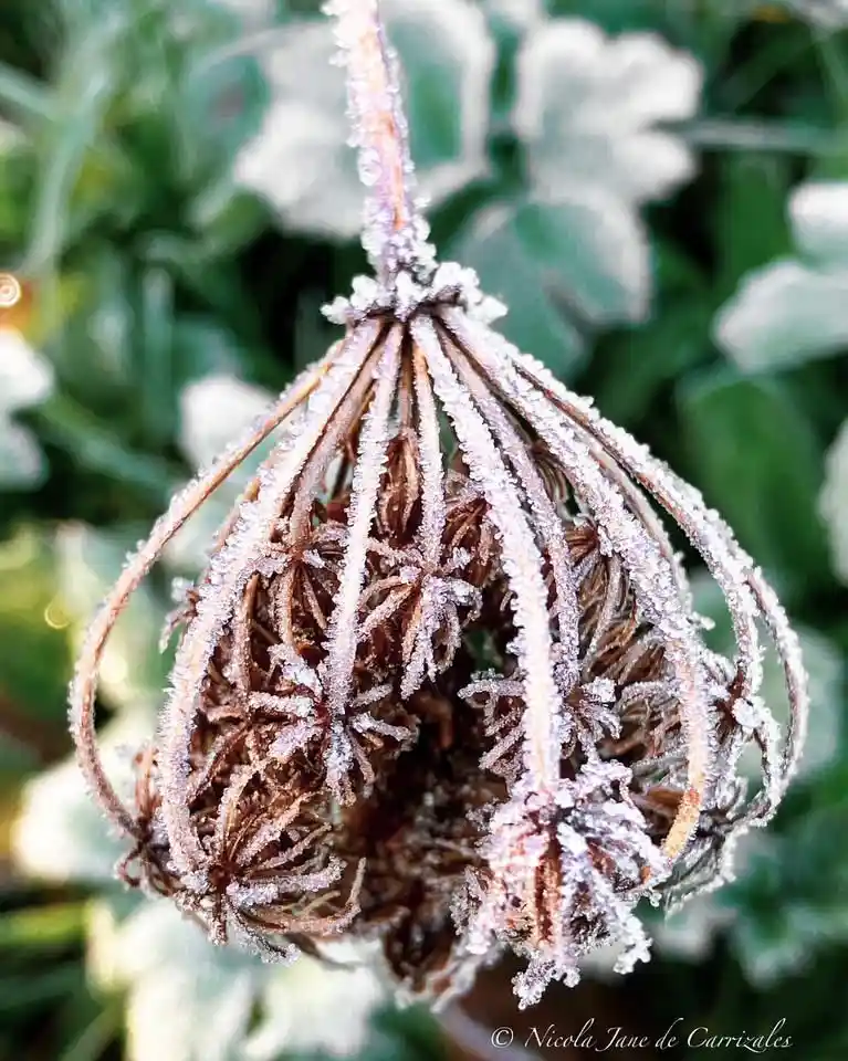 A close-up photograph of a dried, brown seed head covered in delicate, crystalline frost, hanging against a blurred green…