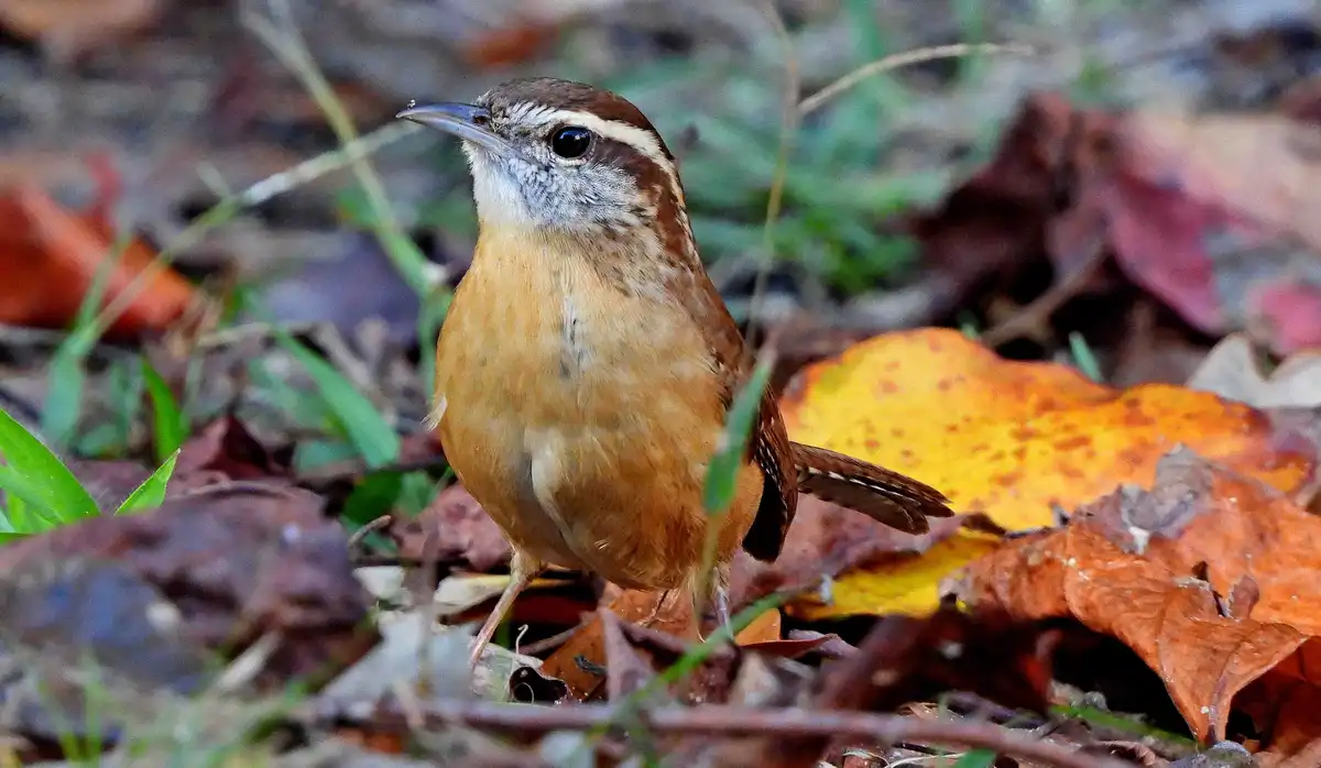A small brown bird with a white stripe above its eye stands among fallen autumn leaves and grass. The bird has a slightly…