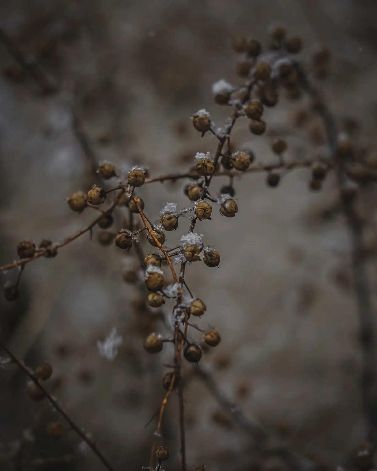 A close-up photograph of dried, brown berry-like fruits on thin branches, lightly dusted with frost or snow, set against a…