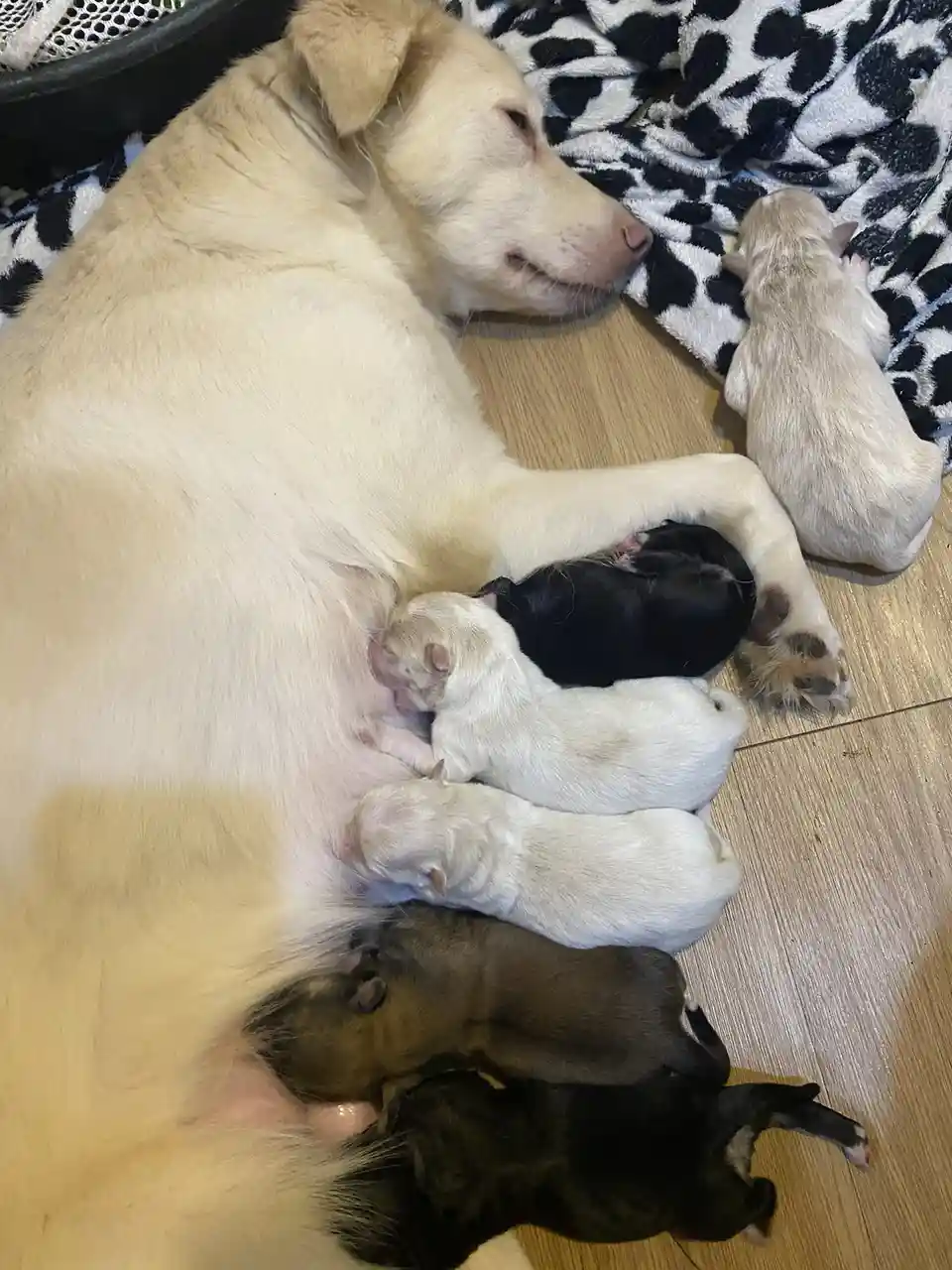 A light-colored adult dog lies on a black-and-white spotted blanket, peacefully sleeping while several newborn puppies of…