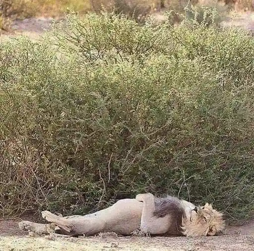 You Hunt Your Way: This Lion Knows How to Survive