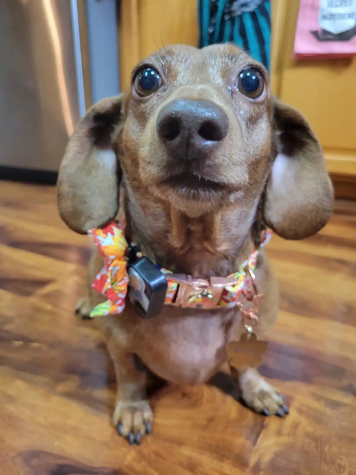 A close-up photo of a brown dachshund with large, expressive eyes looking directly at the camera, sitting on a wooden floor…