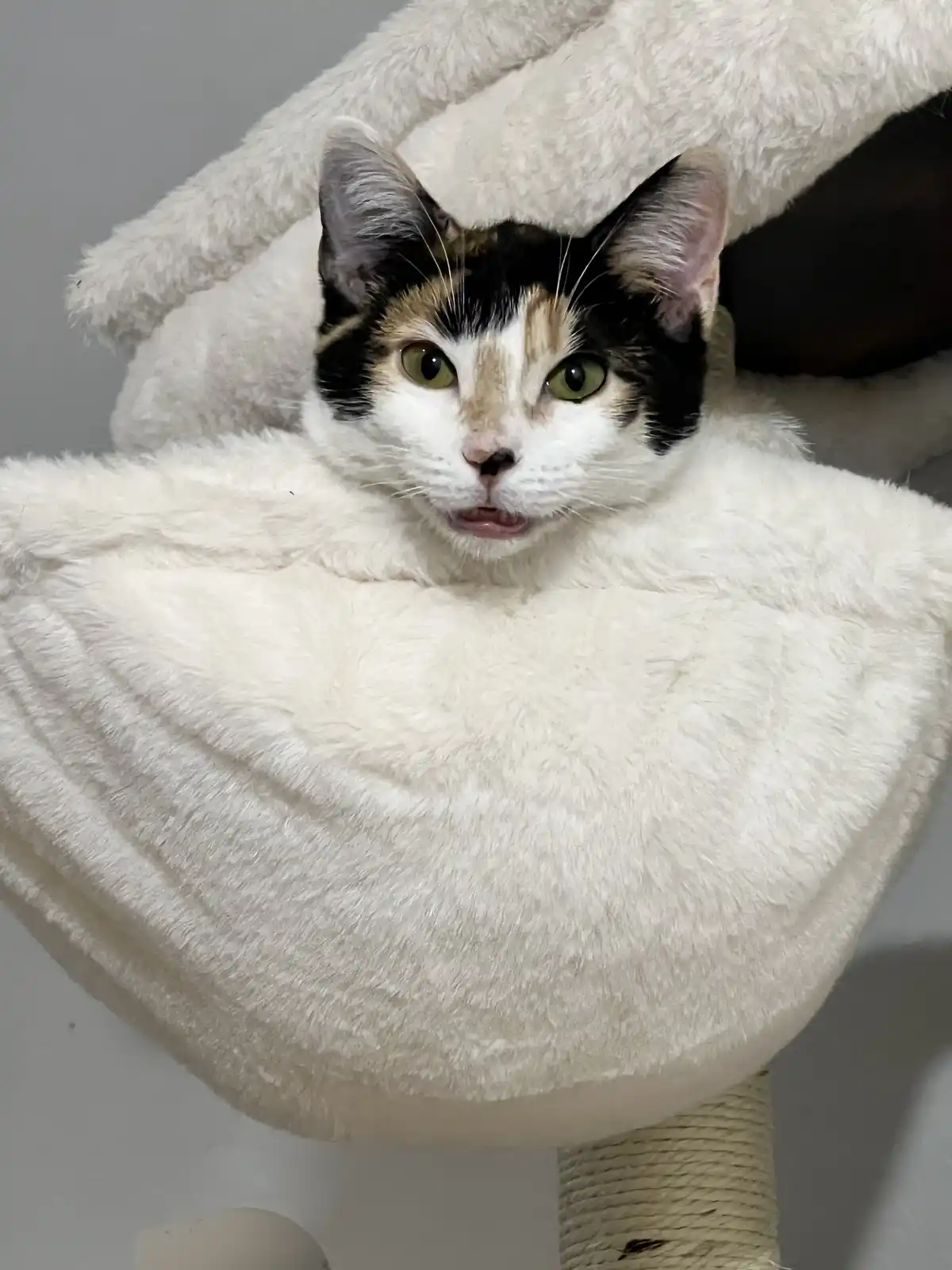 A calico cat with green eyes and a white, black, and orange coat sits in a fluffy white cat tree, looking directly at the…