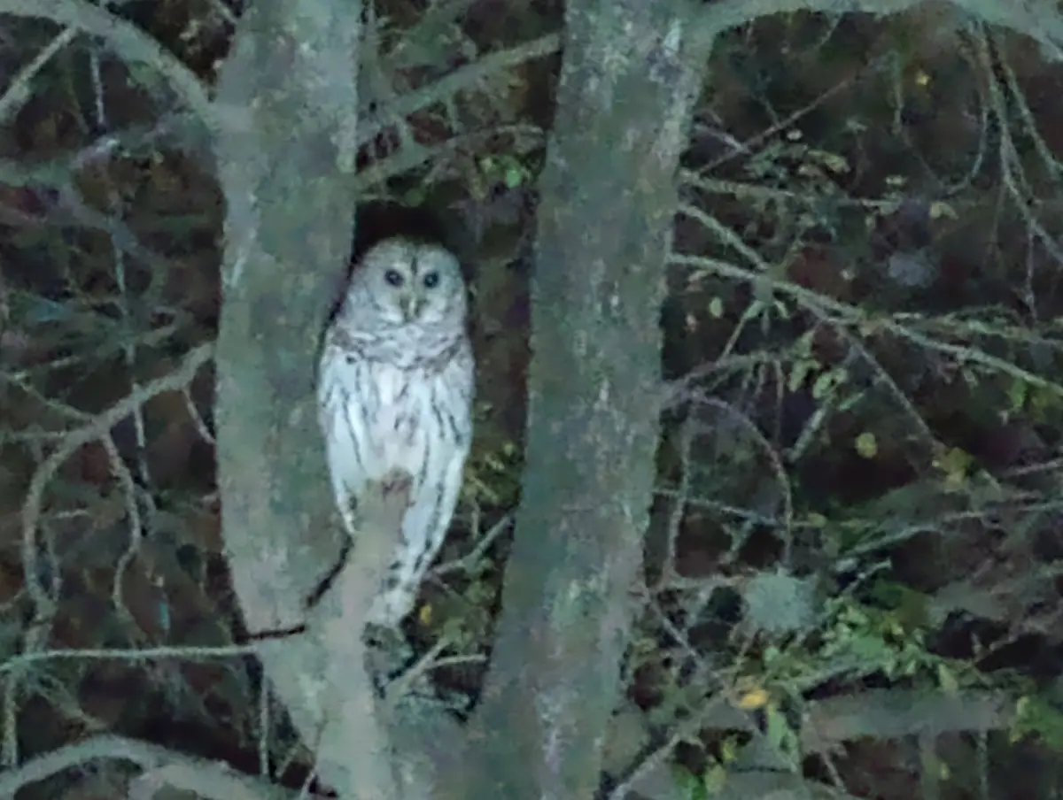 A blurry, low-light photograph shows a barred owl perched between tree trunks in a dense forest at night, its large eyes…