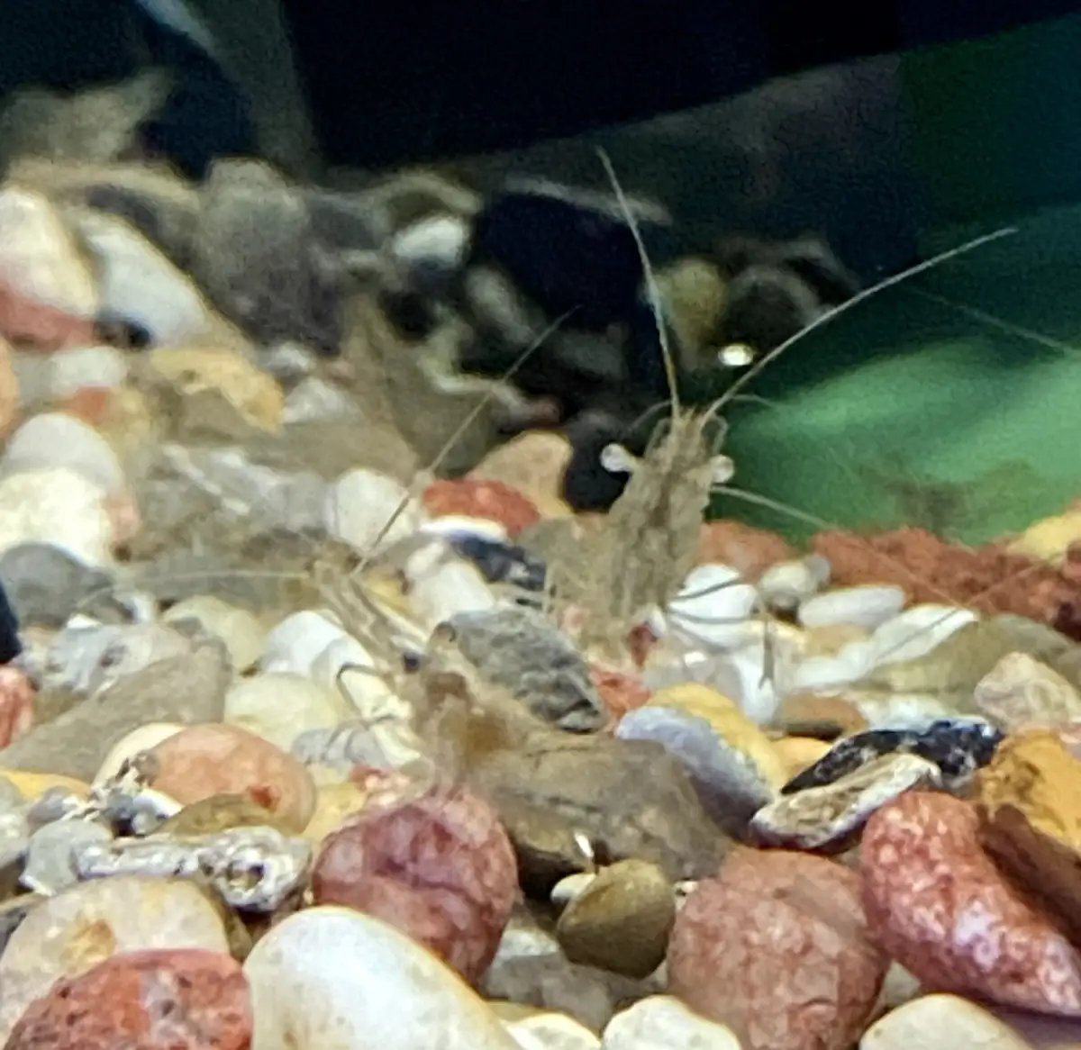 A close-up photo shows several translucent shrimp with long antennae crawling among colorful pebbles at the bottom of an…
