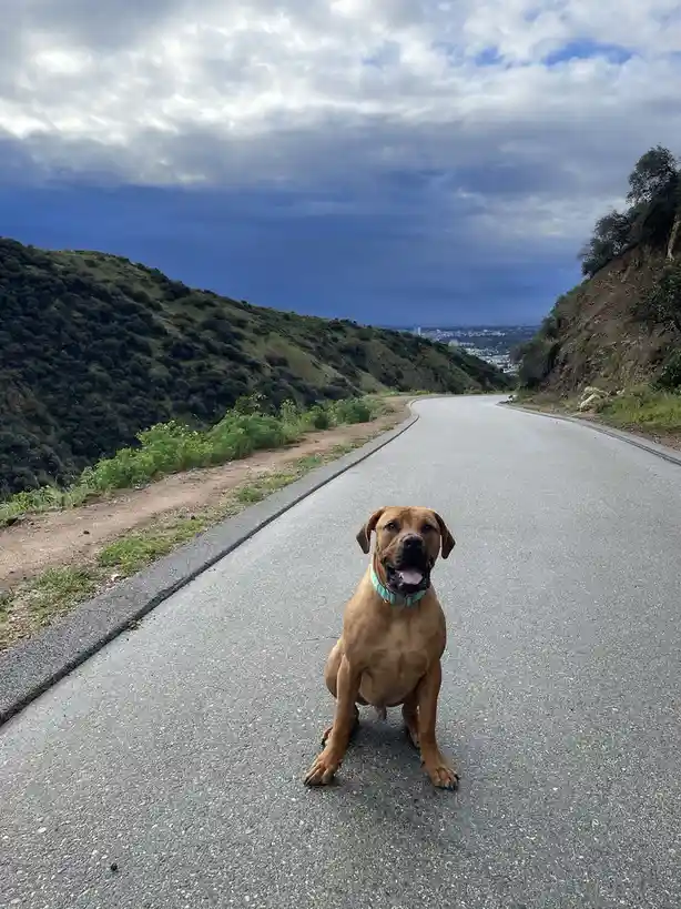 A tan dog with a turquoise collar sits on an empty asphalt road that curves through a hilly, green landscape under a…
