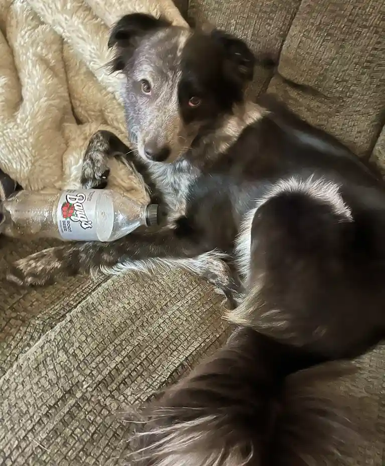 A black and white dog with a speckled coat lies on a textured brown couch, holding a nearly empty Dasani root beer bottle…