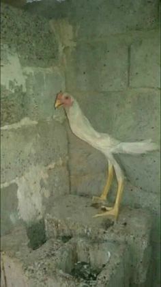 A white chicken with a red comb stands on one leg in a rough concrete enclosure, looking sideways. The image has text…