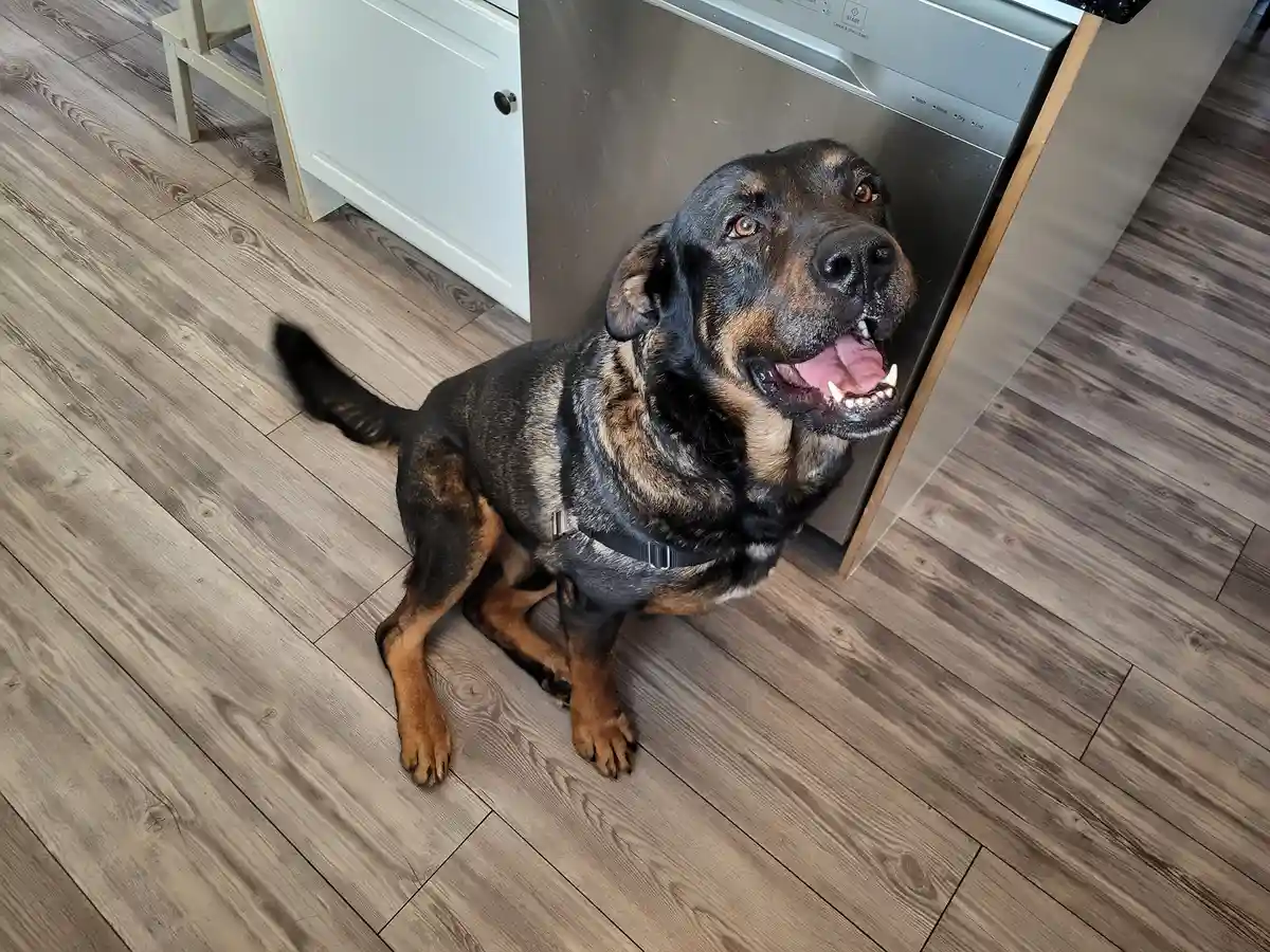 A black and tan dog with a wide, toothy grin sits on a wood-laminate floor in a kitchen, looking up expectantly near a…