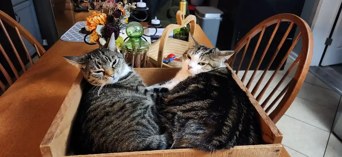 Two tabby cats are lounging together inside a wooden crate placed on a dining table. One cat looks sleepy with half-closed…