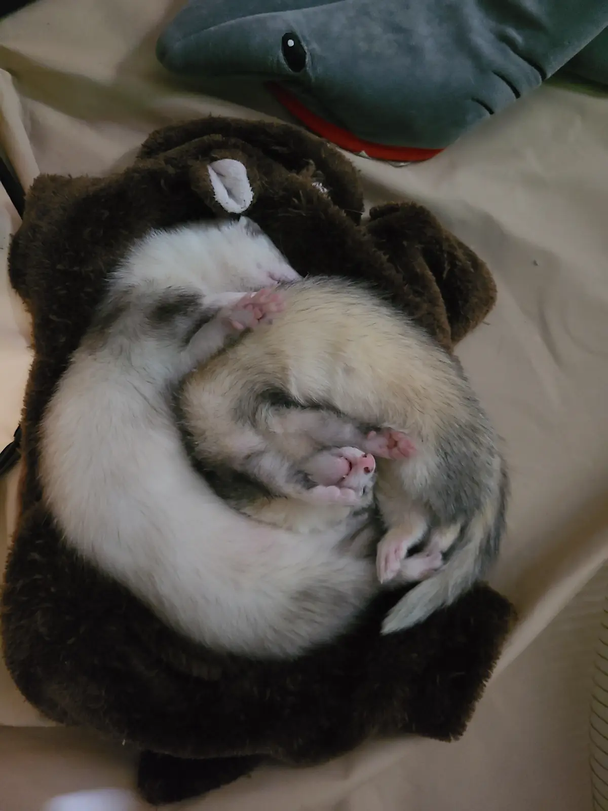 A small, fluffy ferret with white and gray fur is curled up asleep inside a brown plush bear-shaped bed. Its pink paws are…