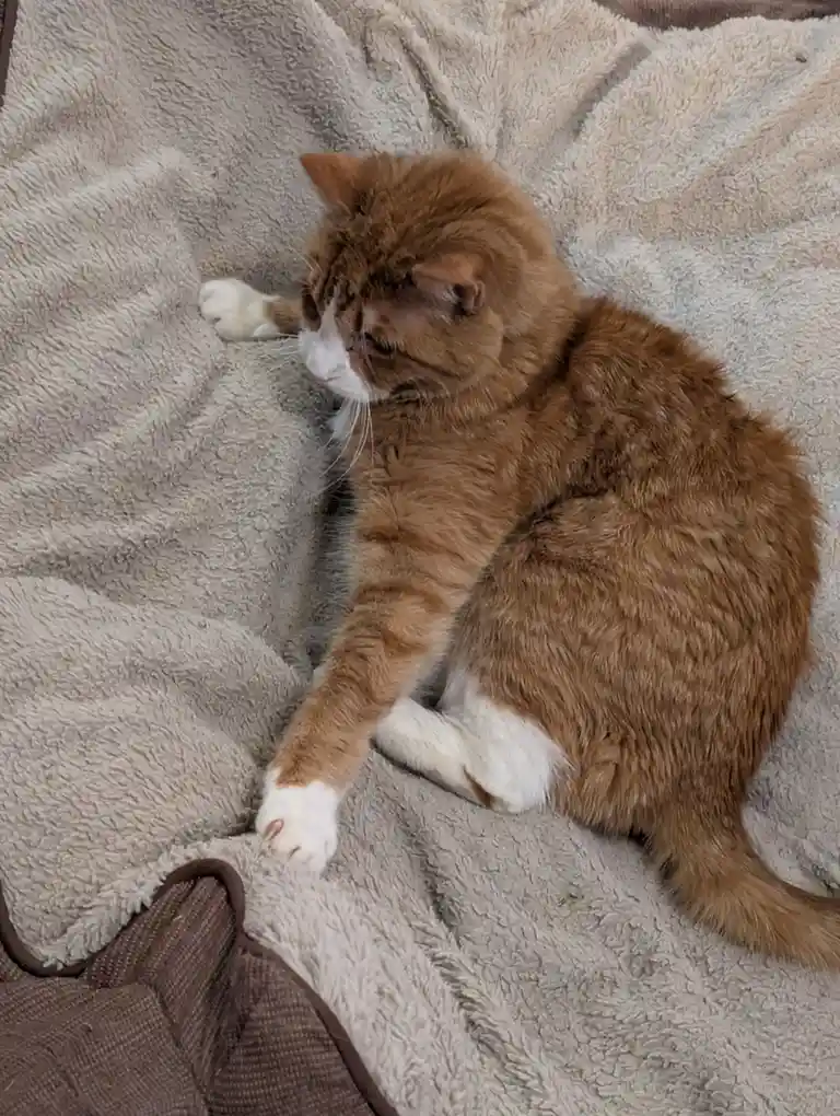 An orange and white cat is lounging on a fluffy beige blanket, looking sleepy and relaxed with one paw extended. The text…