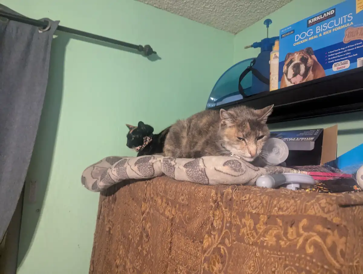 A gray tabby cat lies on a patterned blanket atop a brown upholstered surface, looking sleepy and unbothered. Behind it, a…