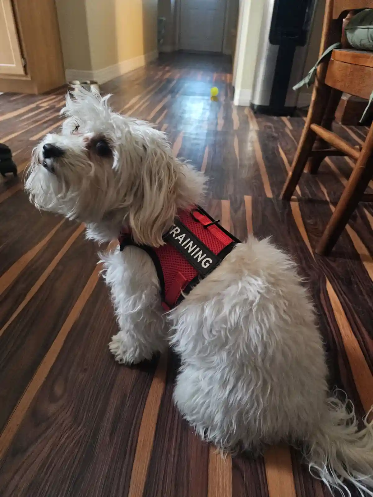 A small, fluffy white dog wearing a red harness with the word 'TRAINING' on it sits on a striped hardwood floor, looking up…