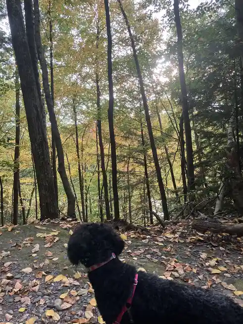 A black, curly-haired dog wearing a pink harness stands on a leaf-strewn forest path, gazing upward at tall trees with…