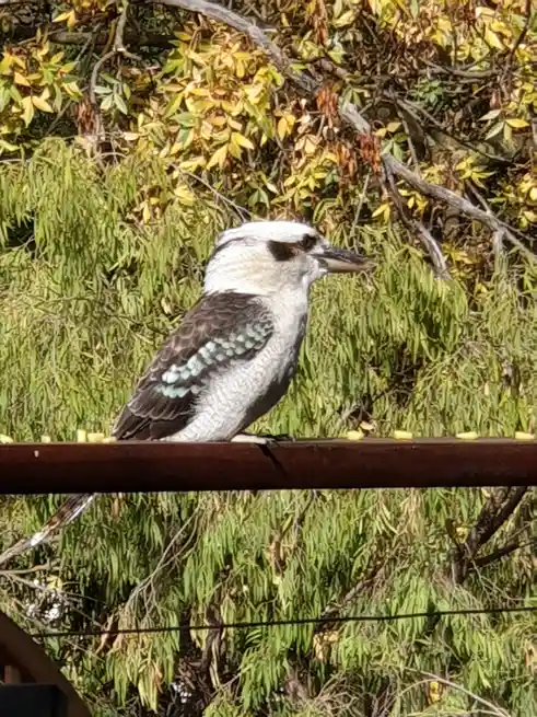 A kookaburra perched on a rusty metal fence rail, surrounded by green and yellow foliage, with the overlaid text 'i'm not…