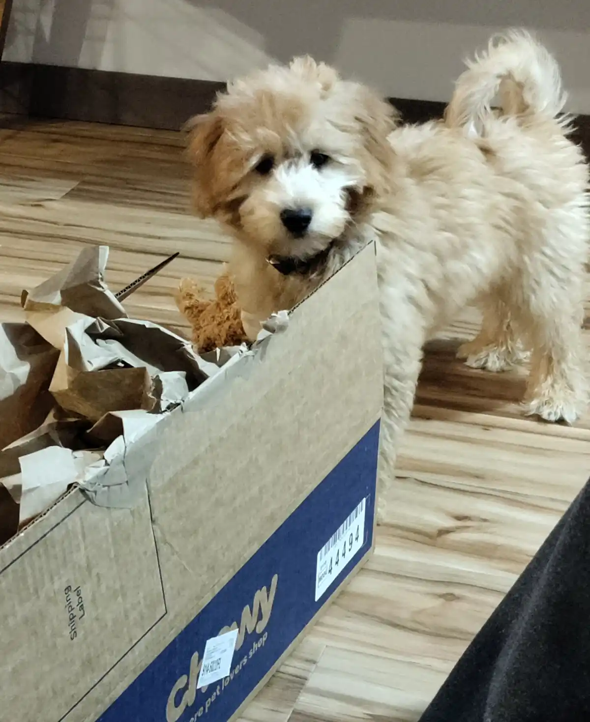 A fluffy, light-brown and white puppy with a curled tail stands partially inside a torn cardboard shipping box labeled…