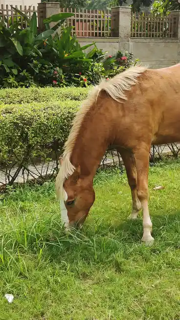 A light brown horse with a blonde mane and white facial marking is grazing on green grass in a landscaped yard. Behind it…