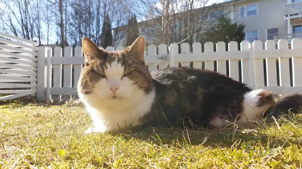 A brown and white cat lies on grass in front of a white picket fence, eyes half-closed in a relaxed, sleepy expression. The…