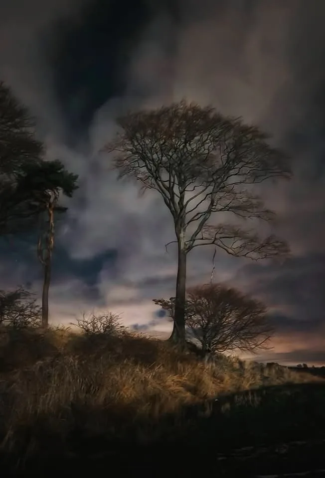 A moody, atmospheric photograph of several bare trees on a hillside under a dramatic, cloudy twilight sky. The central tree…