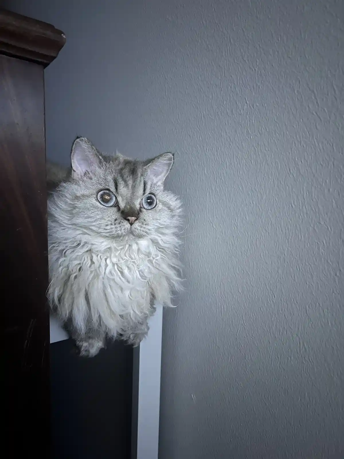 A fluffy, long-haired silver tabby cat with striking blue eyes peeks out from behind a dark wooden piece of furniture…