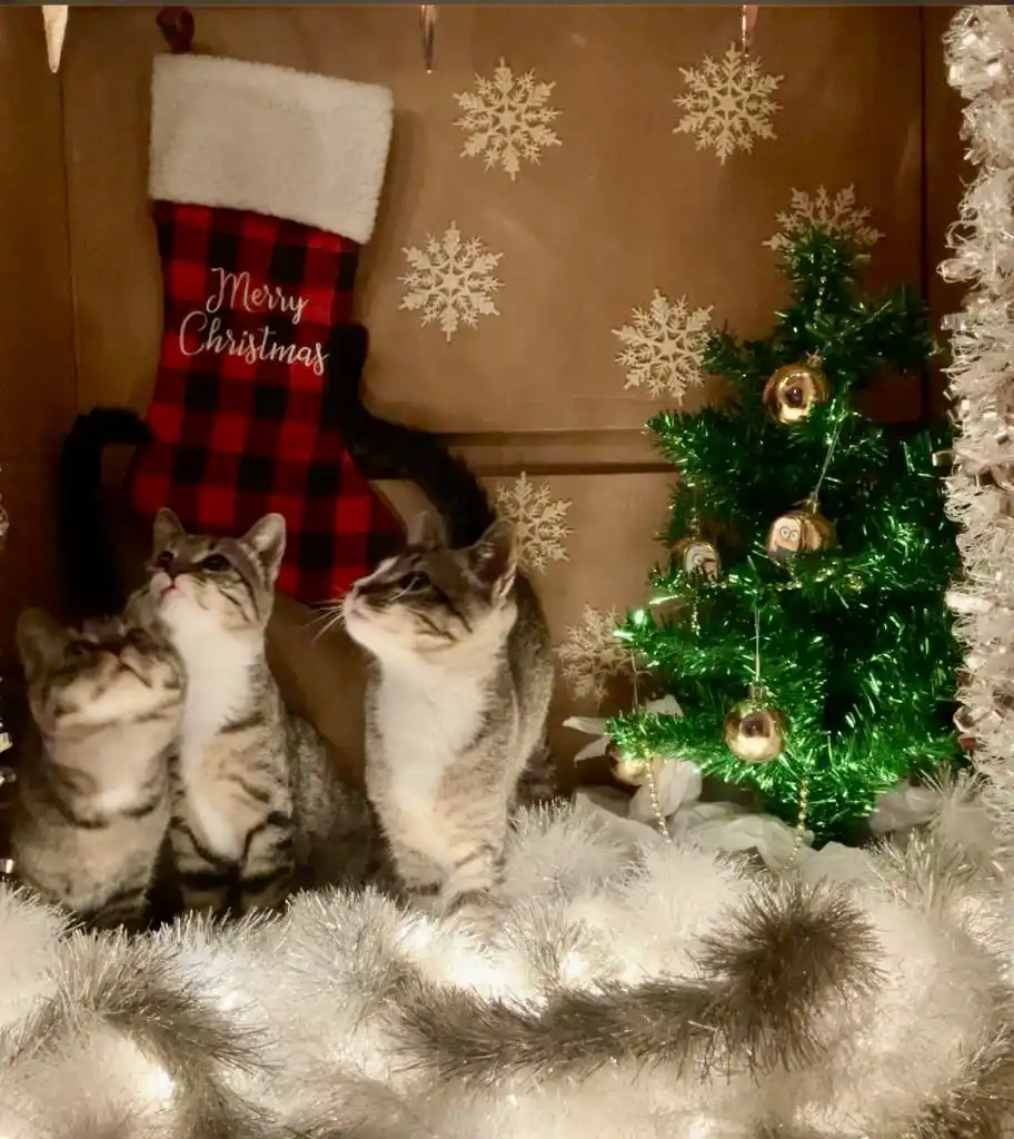 Three tabby cats sit amidst Christmas decorations, including a small green tree with ornaments, white tinsel, and a red…
