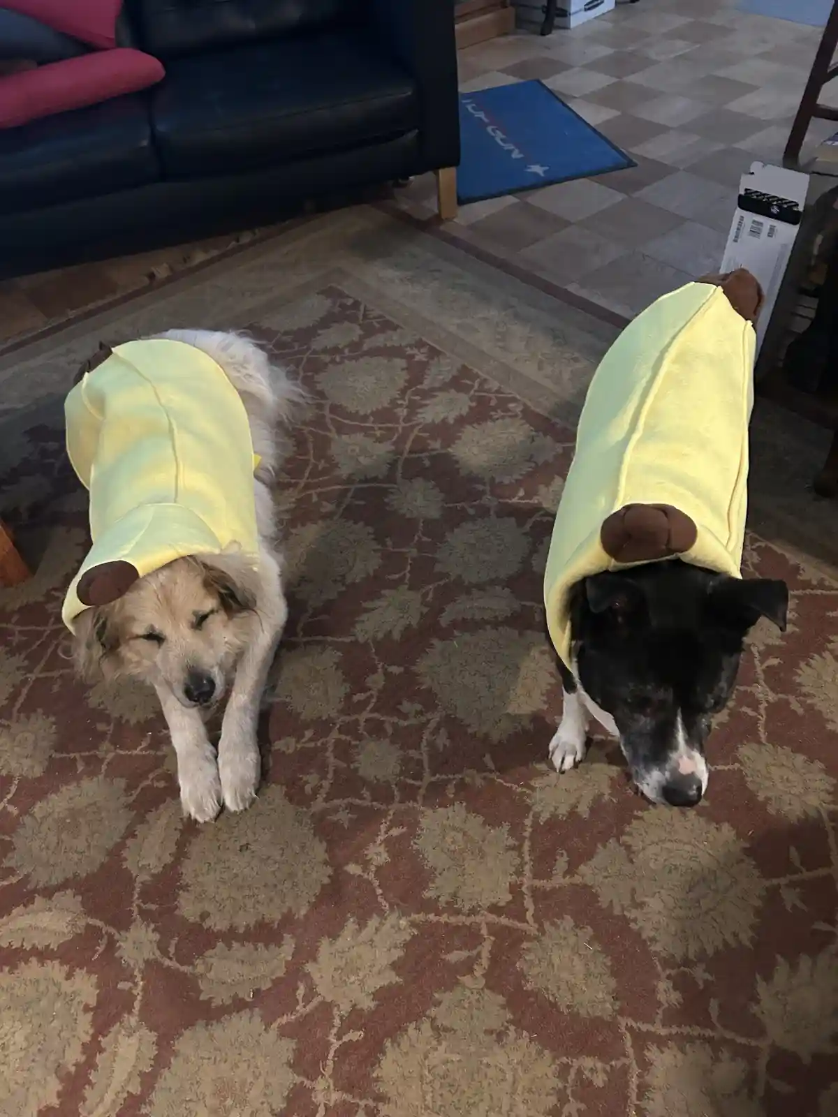 Two dogs wearing yellow banana costumes stand on a patterned rug in a living room, one with eyes closed and the other…