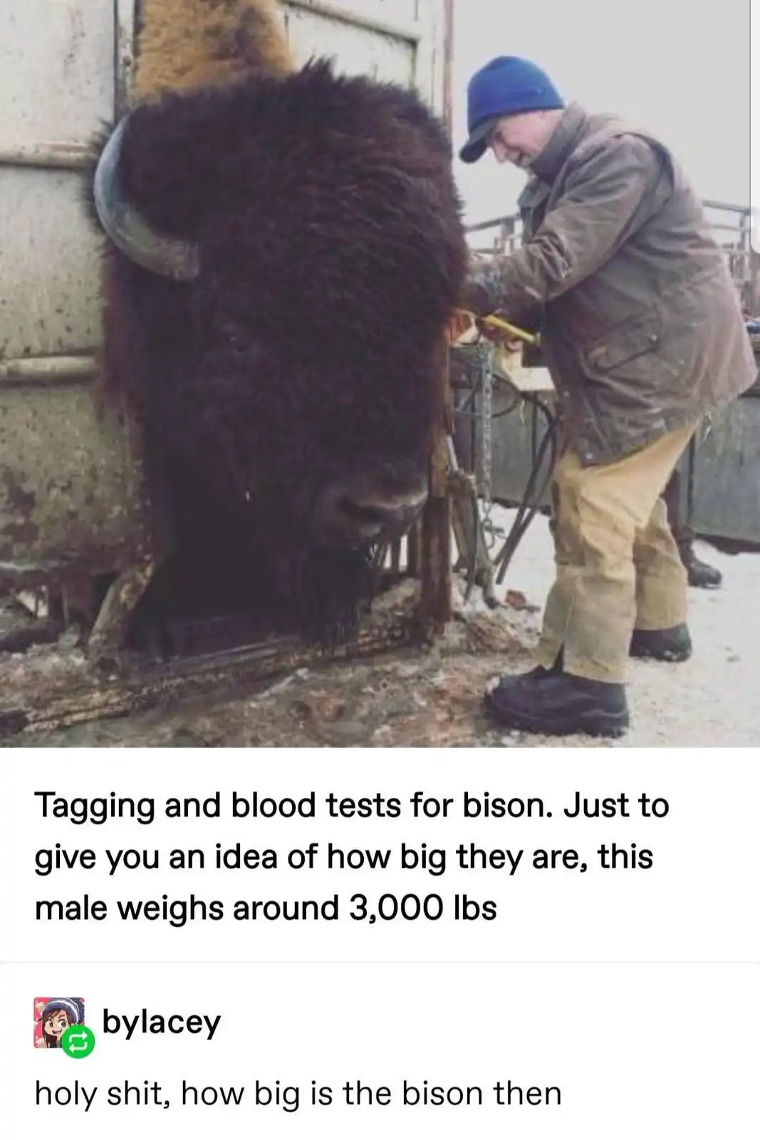 A large male bison with thick dark fur and curved horns stands in a metal chute while a person in a blue beanie and jacket…
