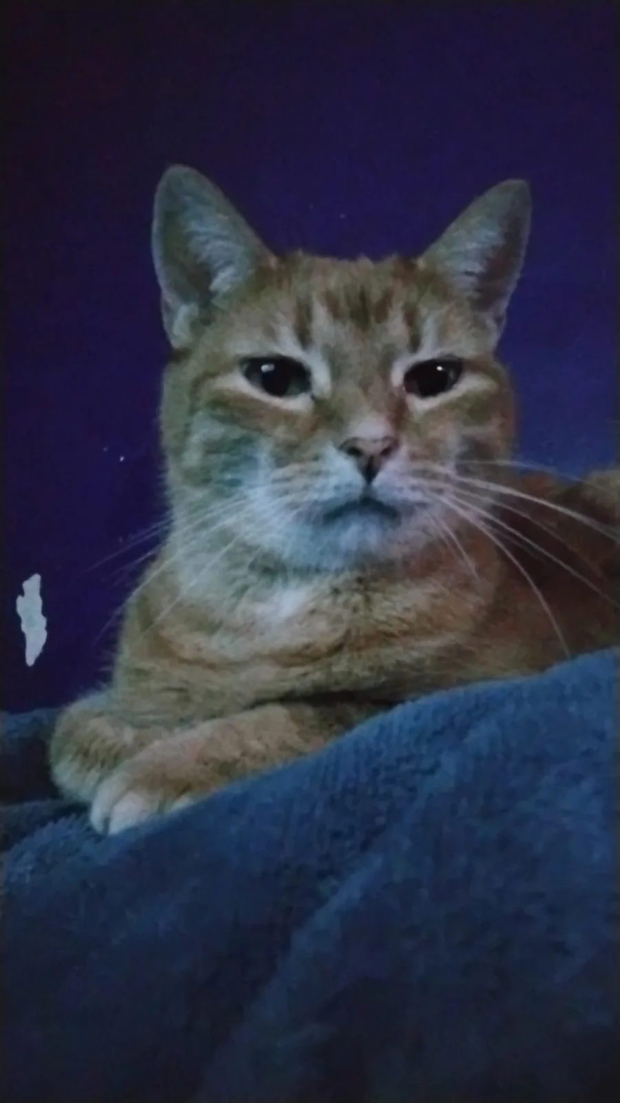 An orange tabby cat with a stern, unimpressed expression stares directly at the camera while resting on a blue blanket…