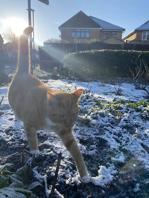 An orange tabby cat with a white chest and paws stands in a snowy garden, its tail held high as sunlight streams from…