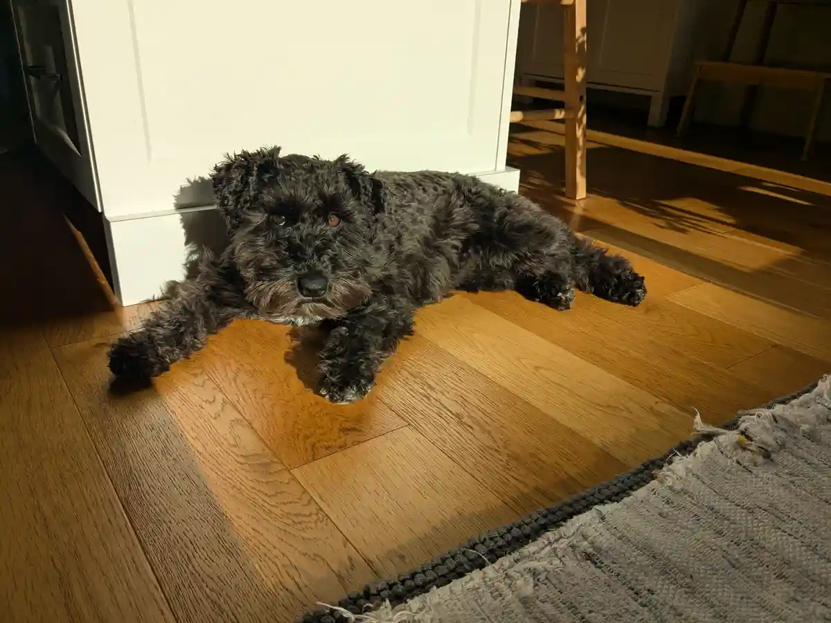 A black, shaggy dog with a scruffy coat lies sprawled on a wooden floor, looking directly at the camera with a relaxed but…