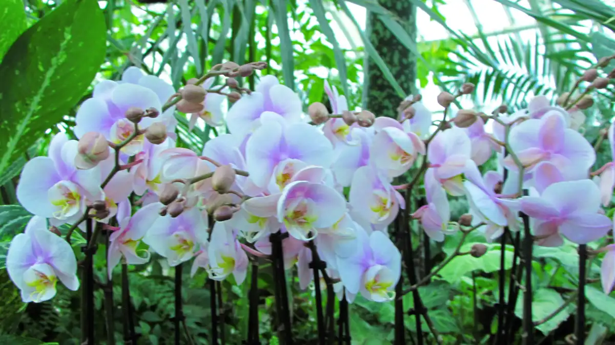 A lush photo of light purple and white orchids with green foliage in the background, overlaid with the text 'i'm not a…