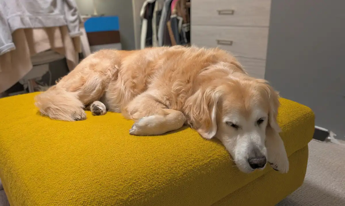 A golden retriever is lying down on a bright yellow ottoman with its eyes half-closed, appearing very sleepy or relaxed. The…
