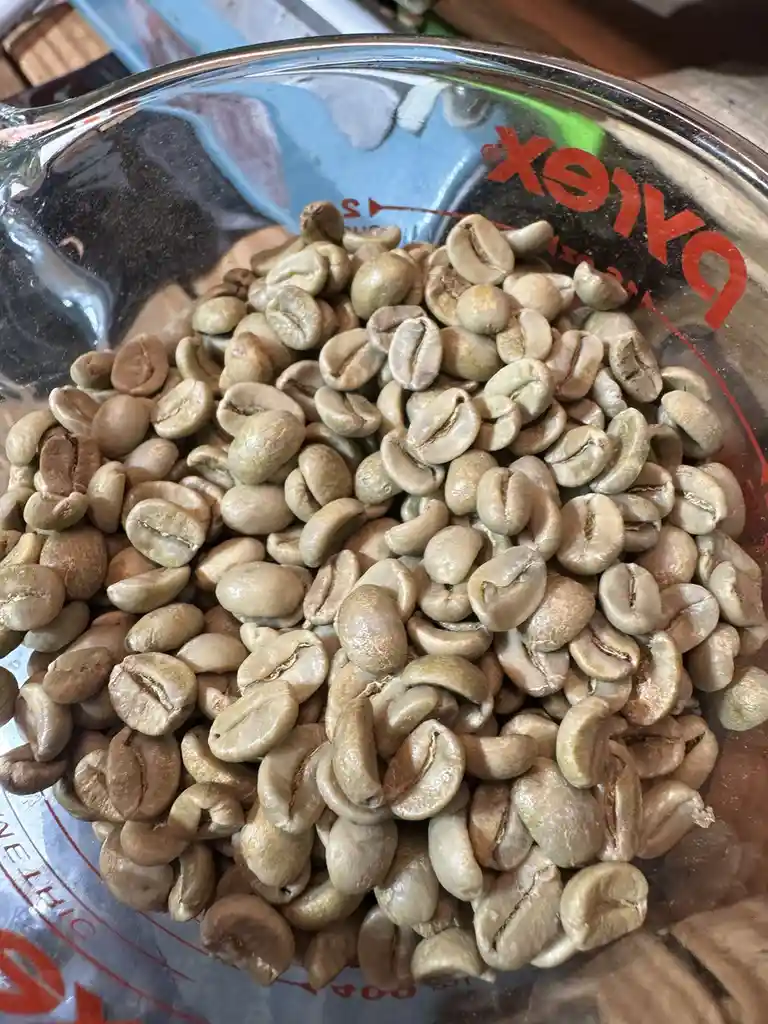 A clear glass Pyrex measuring cup filled with light green, unroasted coffee beans, with red measurement markings visible…