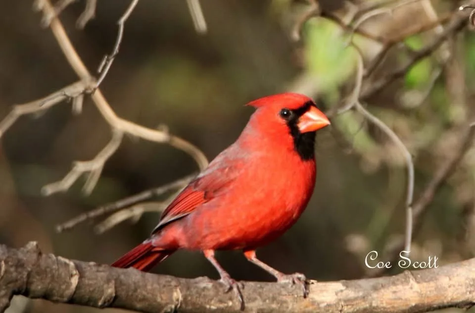 A vibrant red male cardinal perches on a tree branch, its bright plumage contrasting with blurred branches and foliage in…