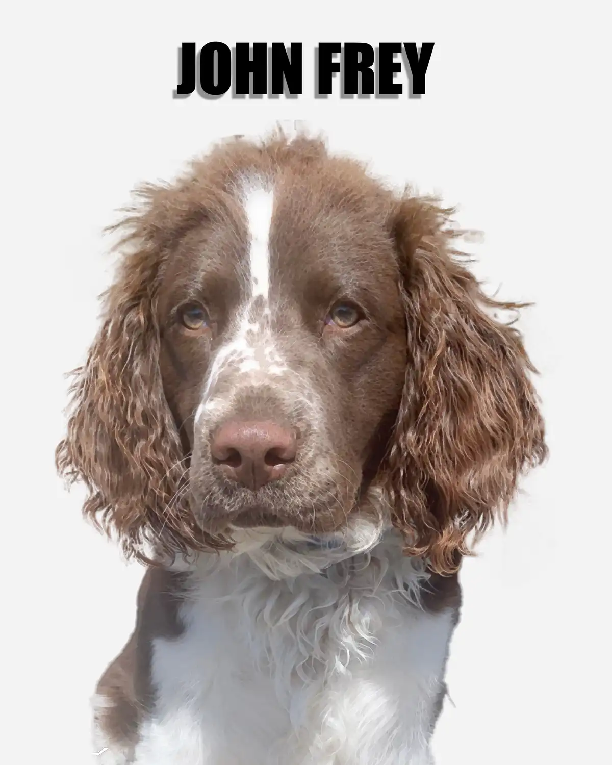 A close-up image of a brown and white dog with floppy ears and a white blaze on its face, looking directly at the camera…