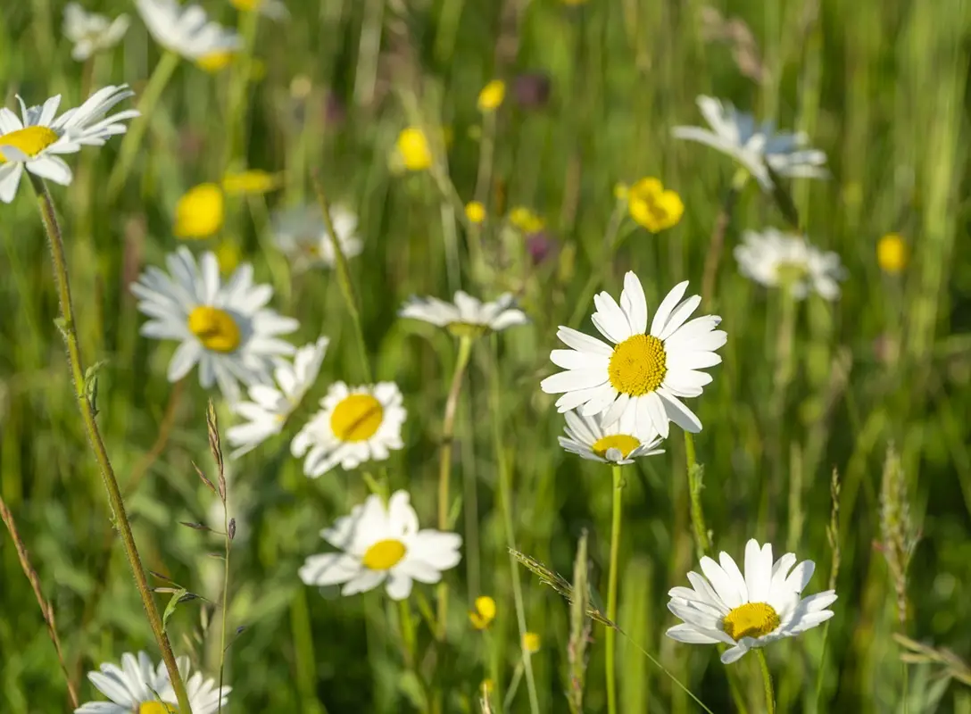 A field of white daisies with yellow centers growing among green grass and other wildflowers, with one daisy in the…