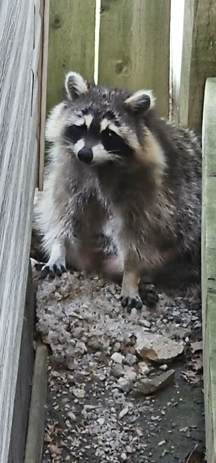 A raccoon with a fluffy gray and white coat and distinctive black facial markings sits on gravel between two wooden fence…