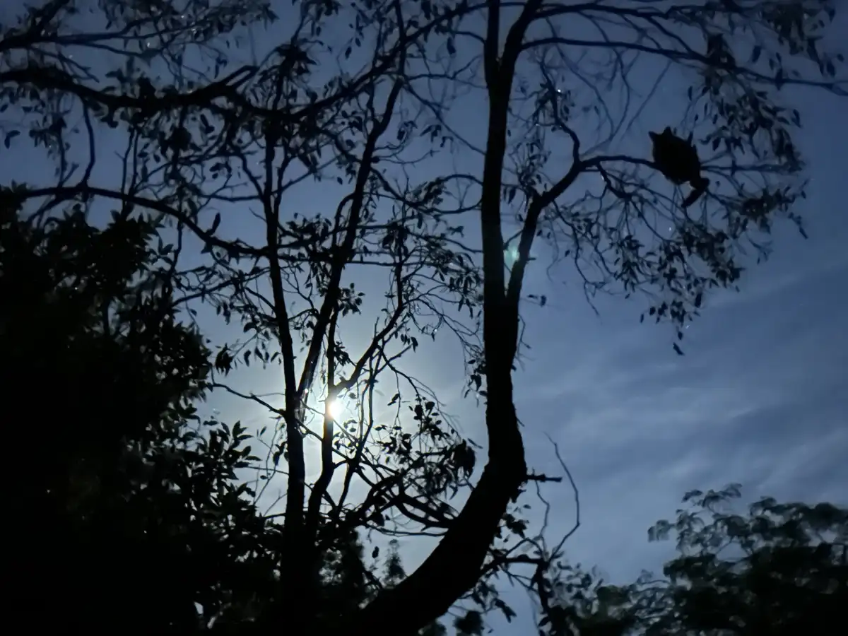 A nighttime photo shows the silhouette of a tree with branches against a dark sky, with a small animal, likely a cat…