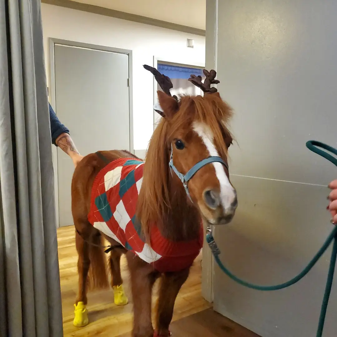 Of course, a horse is just a horse, but there's so much more to it!